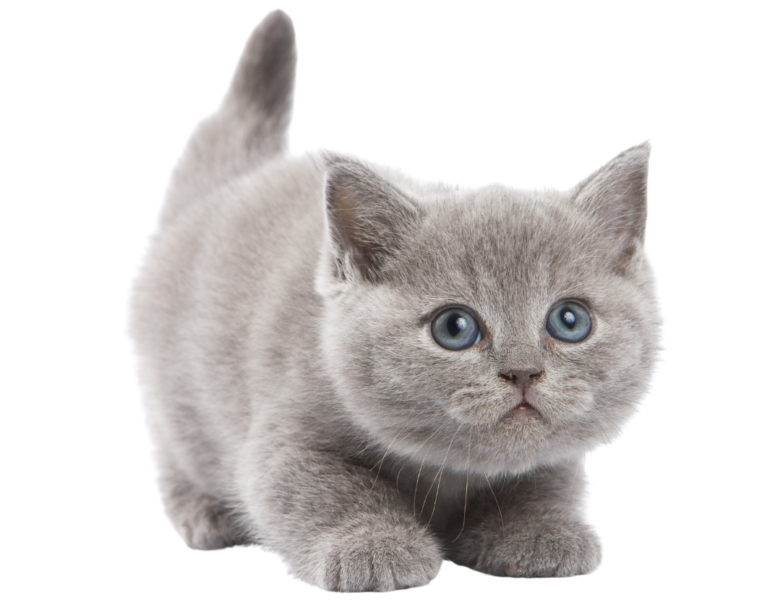 Kitten (2)